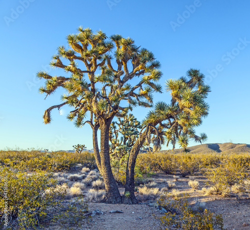 joshua tree in warm bright light