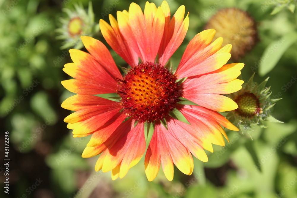 Gaillardia Gaillardia