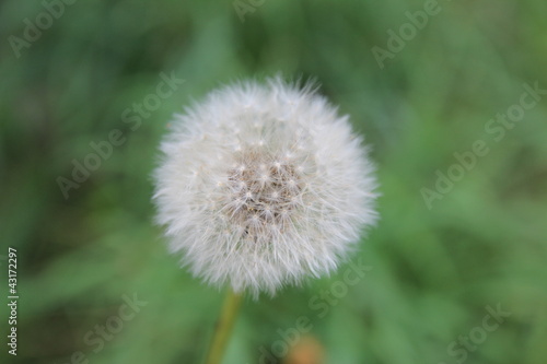 Dandelion