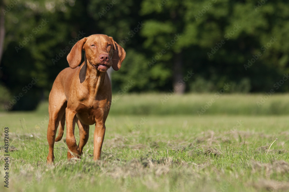 Magyar Vizsla