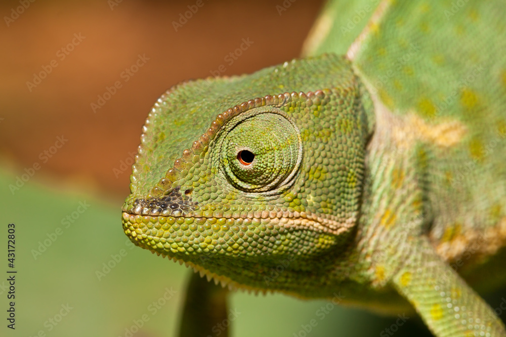 Fototapeta premium Adult green cameleon