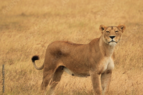Löwin auf der Lauer