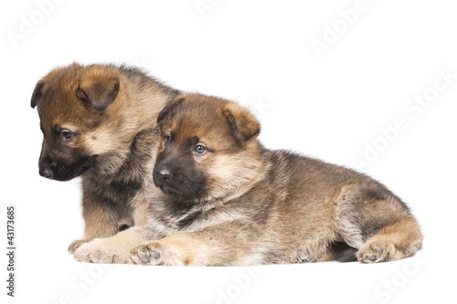 two sheepdog`s puppies isolated over white background