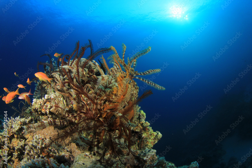 Fototapeta premium Feather Stars on Coral Reef