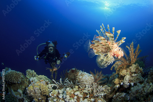 Wallpaper Mural Underwater Photographer on Scuba takes photo of Lionfish Torontodigital.ca