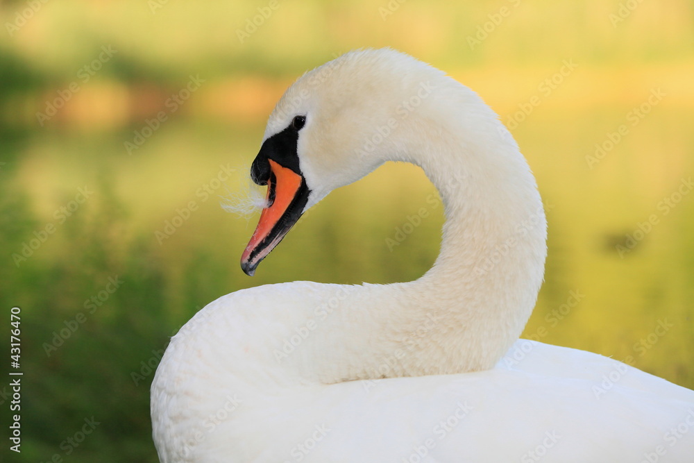 Fototapeta premium Schwan-17896b1