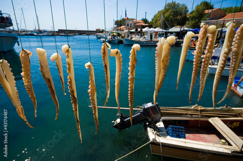 octopus tentacles drying in the sun  Molyvos harbor