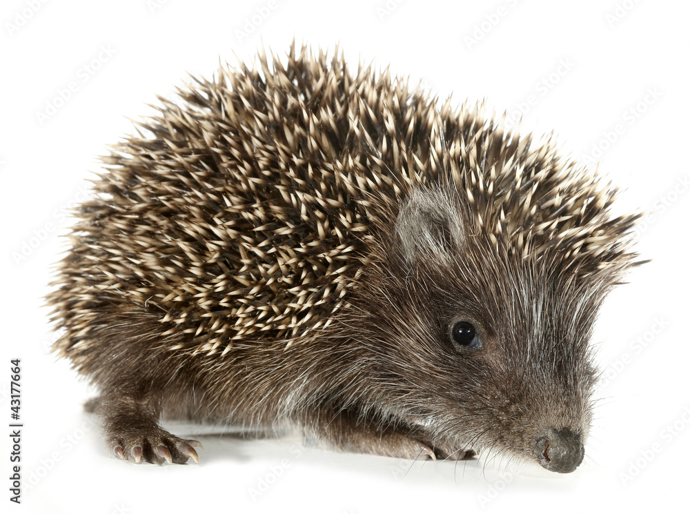 Hedgehog Hedgehog
