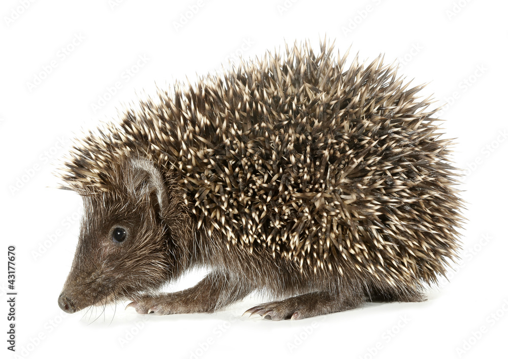 Hedgehog Stock Photo | Adobe Stock