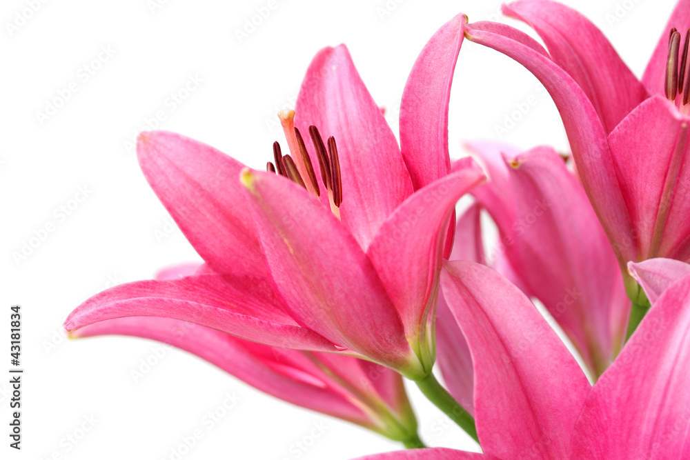 Naklejka premium Pink lily