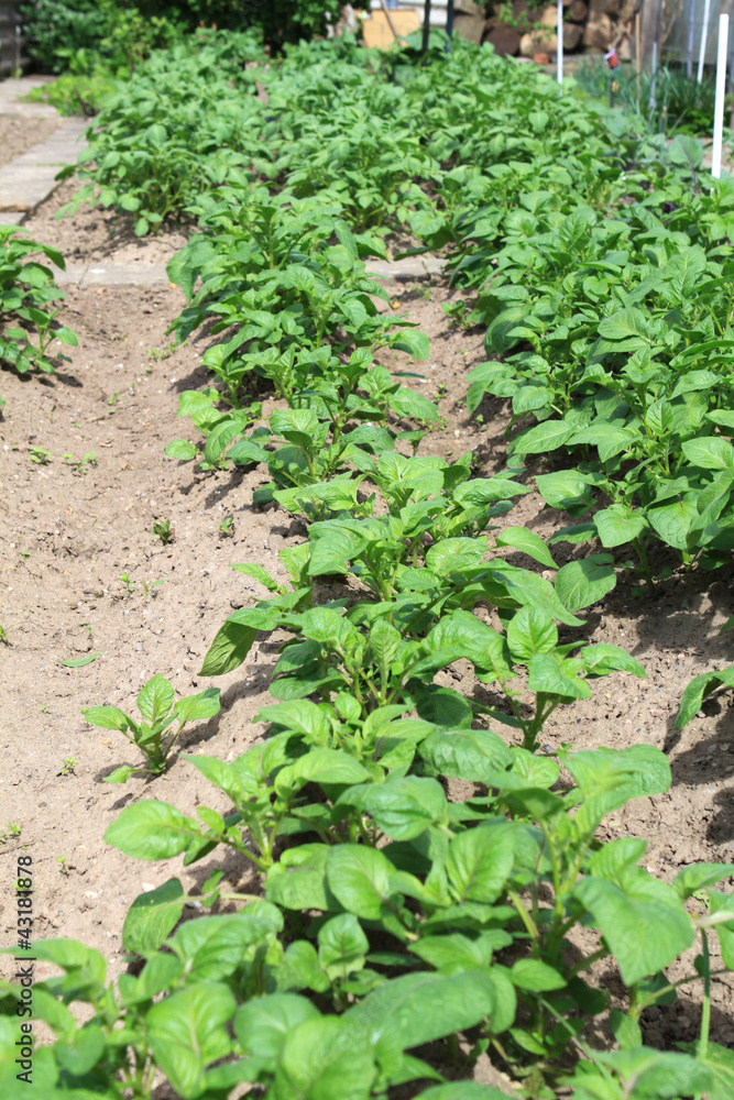 Kartoffelanbau im eigenen Garten Kartoffelanbau im eigenen Garten