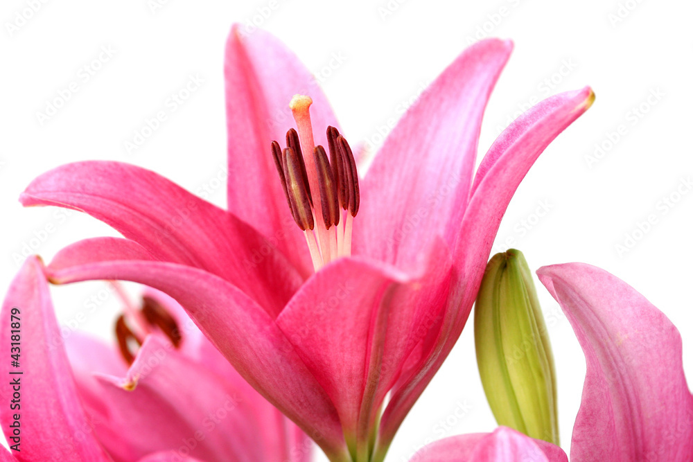 Pink lily Pink lily
