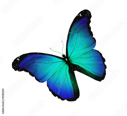 Blue butterfly flying, isolated on white