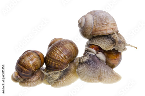 Marriage big snails games