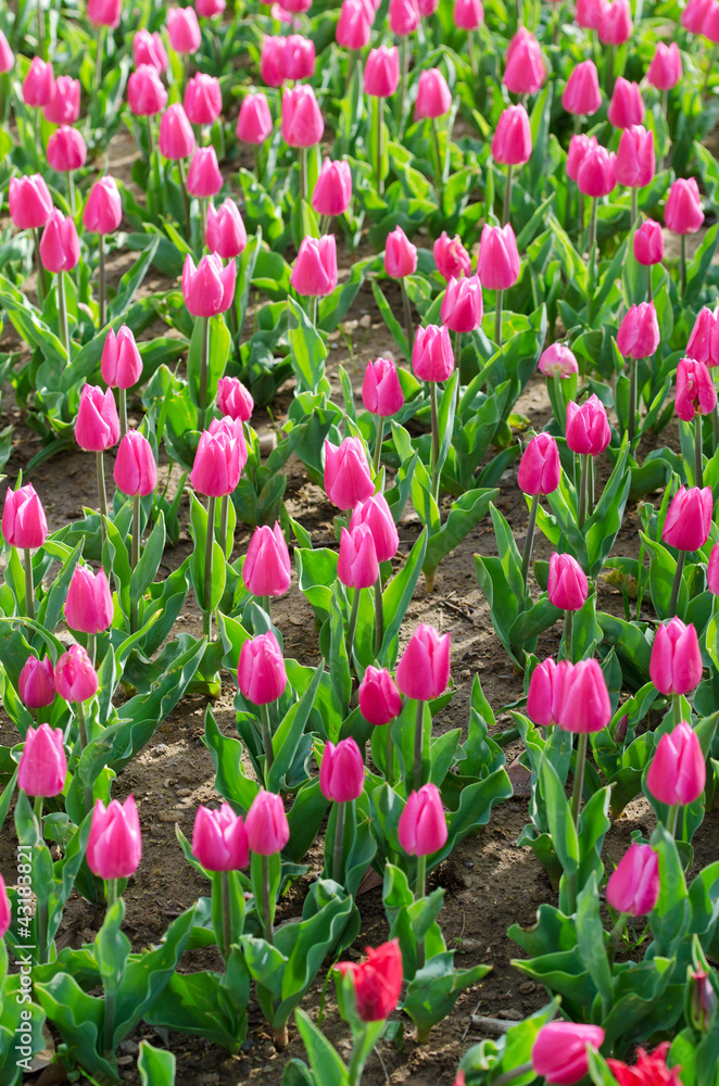 Flowers tulips in the garden Flowers tulips in the garden