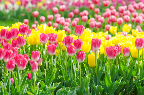 Flowers tulips in the garden