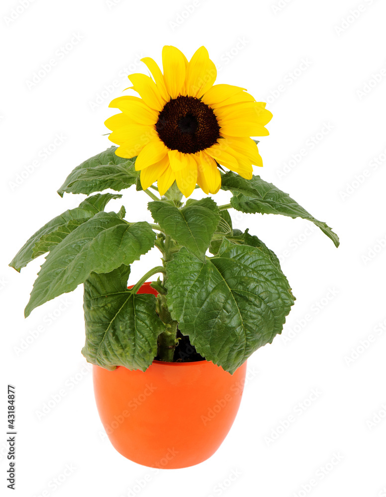 Obraz premium small sunflower in a pot, Isolated on white background