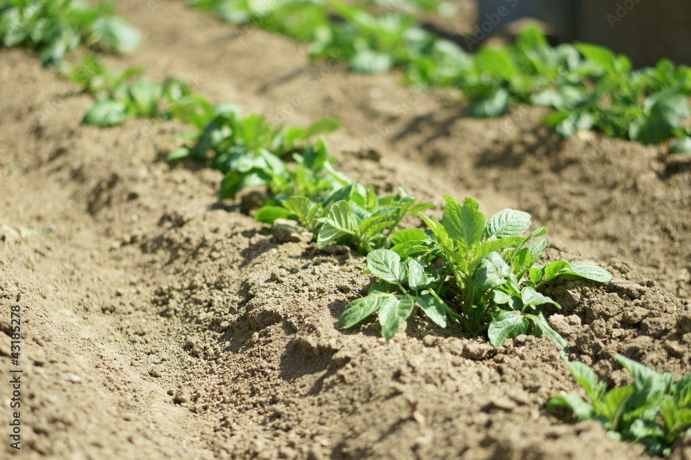 野菜の苗 野菜の苗
