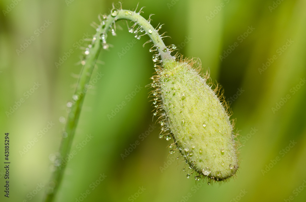 White poppy bud White poppy bud