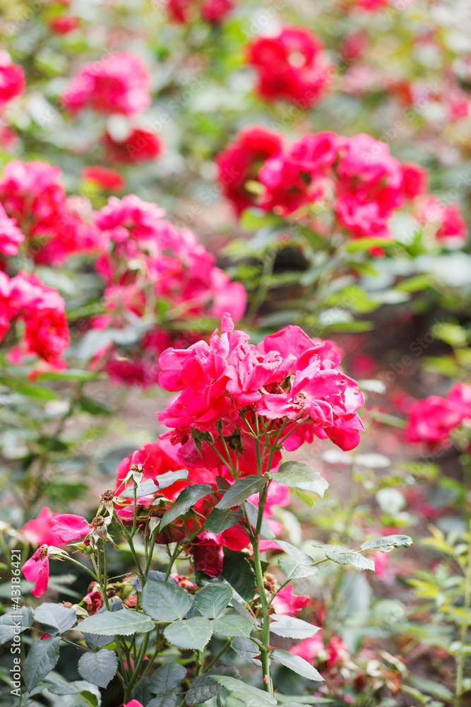 red roses in the garden