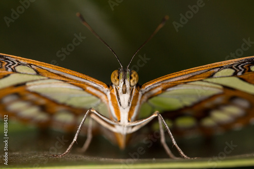 Beautiful butterfly closeup © abeckman2706