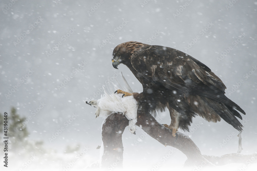 Obraz premium Golden Eagle