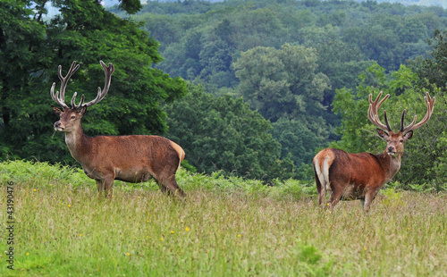 Red Stag Deer in an English Park