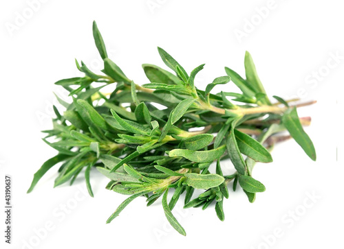 Thyme fresh herb