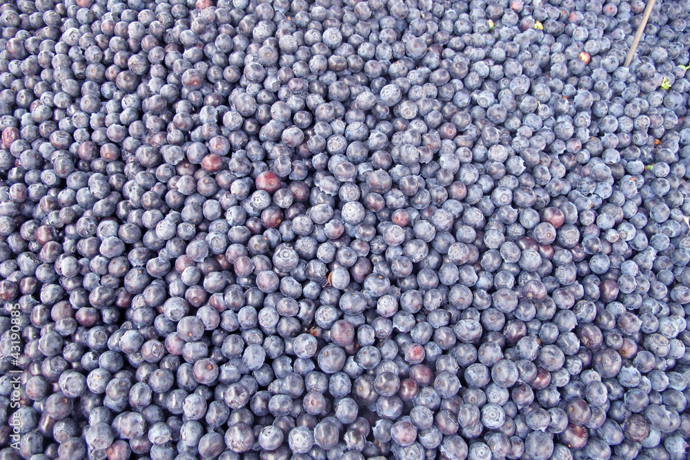 set of blue berries and blueberries for sale at the market set of blue berries and blueberries for sale at the market