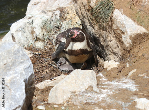 Humboldt-Pinguinmutter mit zwei frisch geschlüpften Küken photo