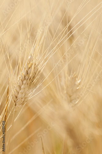 Sunny Wheat