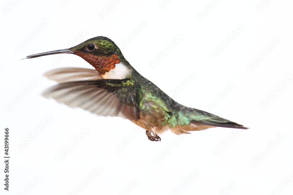 Fototapeta premium Isolated Ruby-throated Hummingbird
