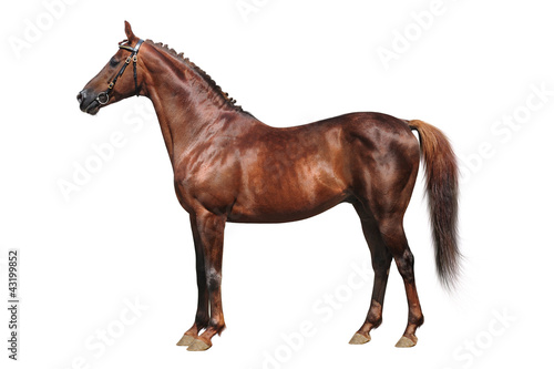 Trakehner horse on a white background
