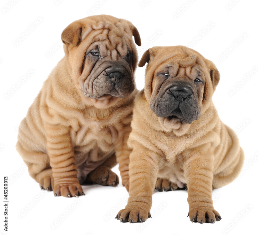 Two Shar pei puppies  in studio