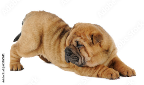 Fotografie Shar pei puppy  in studio