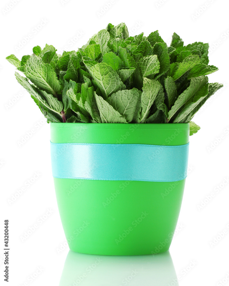Fresh mint in flowerpot isolated on white Fresh mint in flowerpot isolated on white