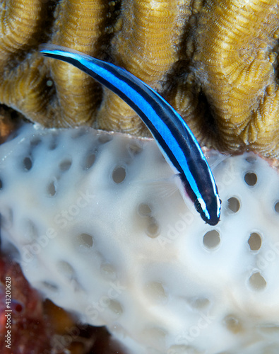 Neon Goby resting on top of brain coral. photo