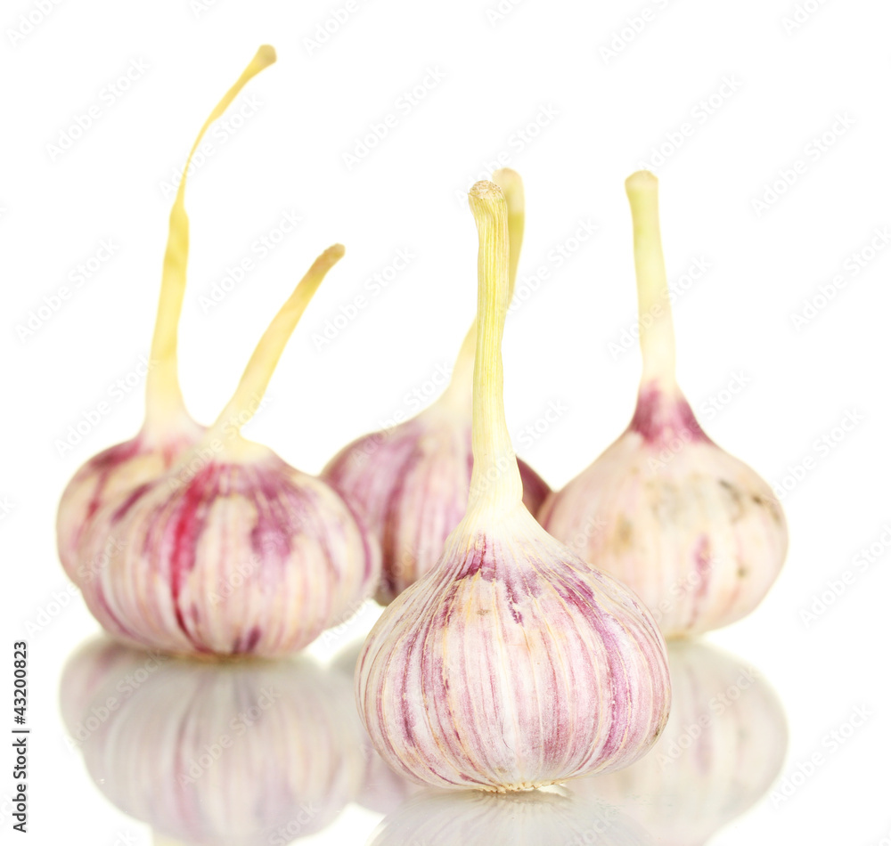 Fototapeta premium young garlic isolated on white background