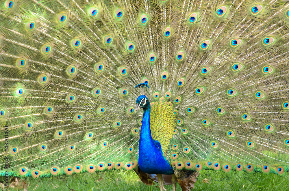 Obraz premium Peacock