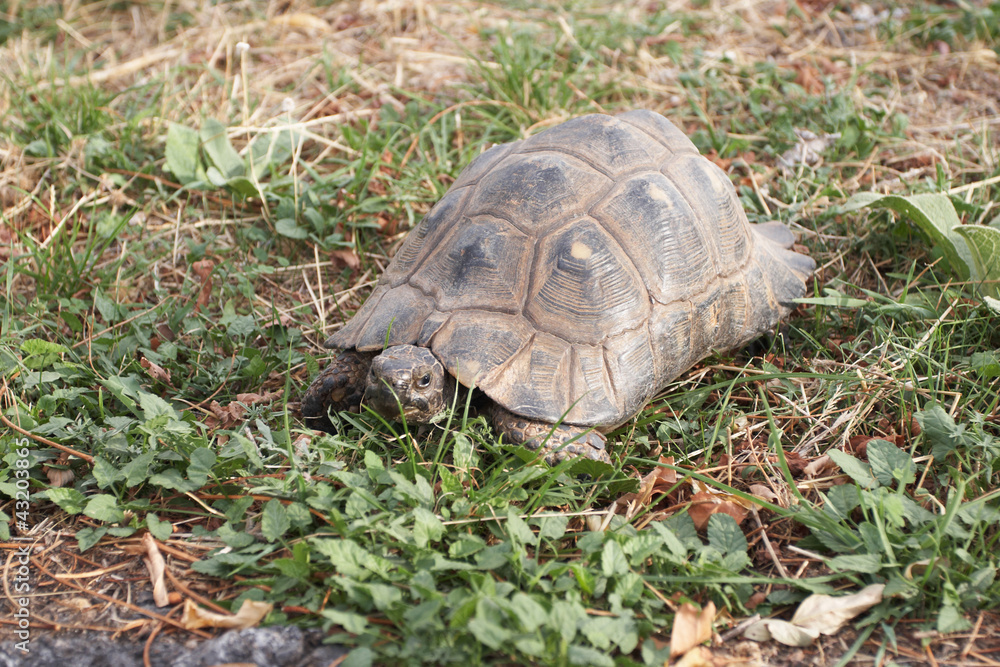 The overland turtle living in the Mediterranean The overland turtle living in the Mediterranean