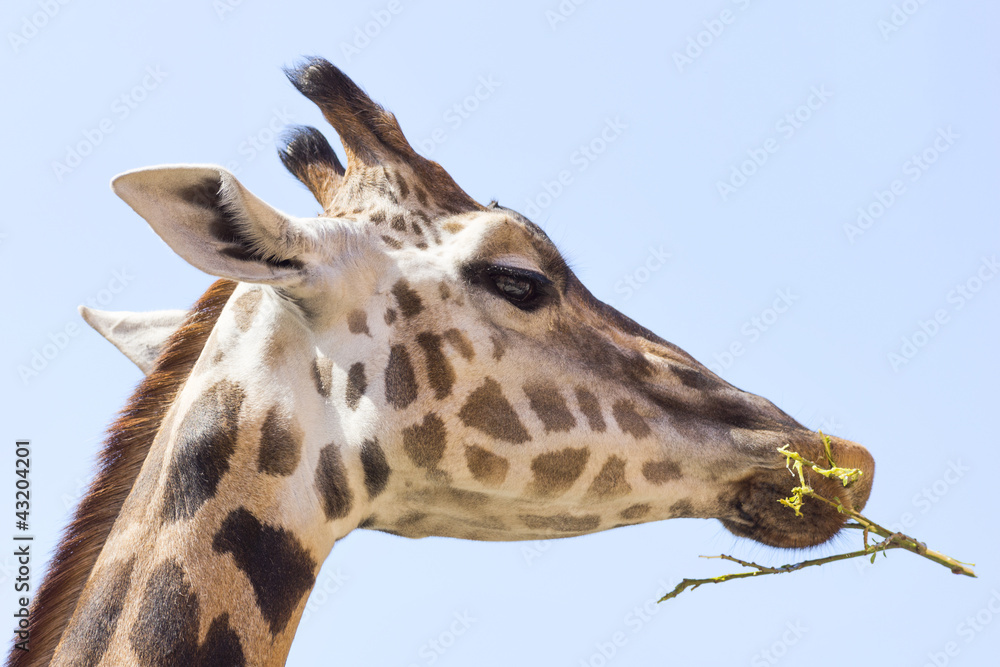 portrait photo of the giraffe