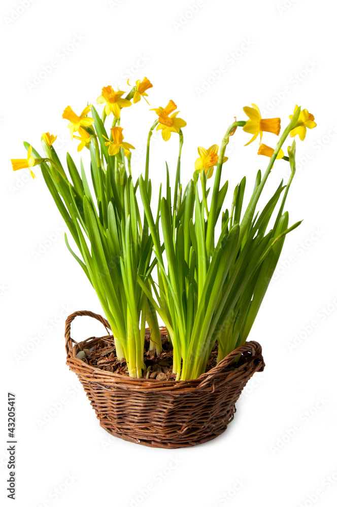 Fototapeta premium daffodils boquet in the basket, isolated