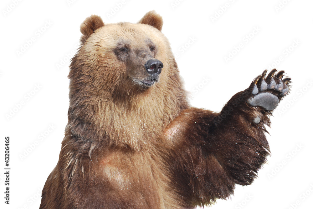 Fototapeta premium Niedźwiedź brunatny wita łapą na białym tle
