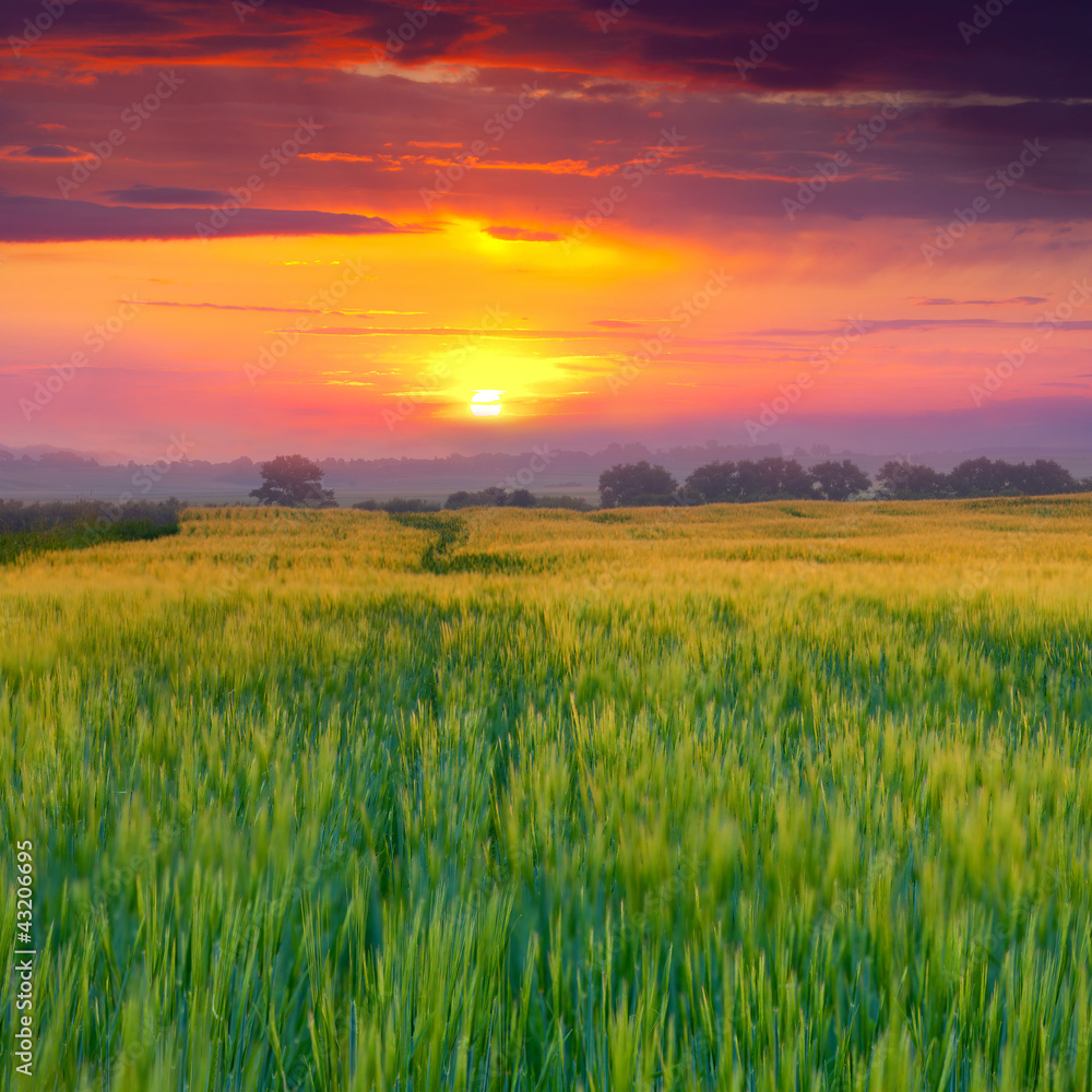 Wheat field at summer. Sunset
