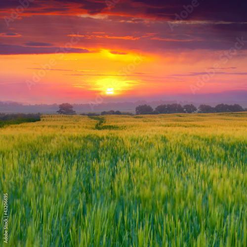 Wheat field at summer. Sunset