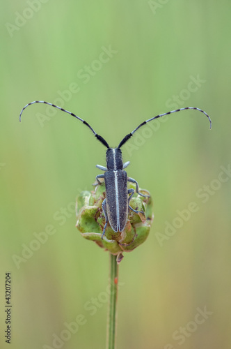 longhorn beetle © Marek R. Swadzba