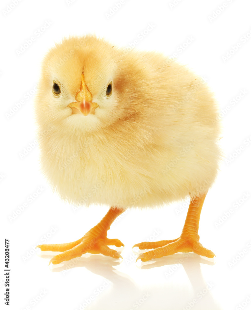 beautiful little chicken isolated on the white