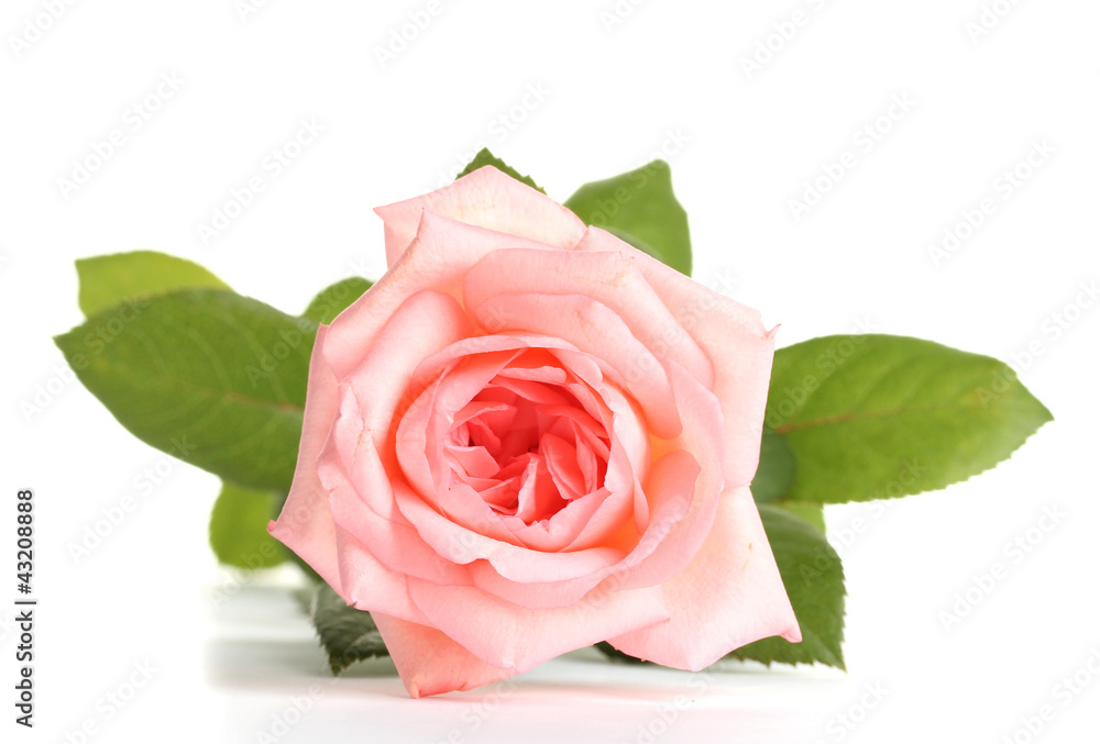 Fototapeta premium Pink rose isolated on white.