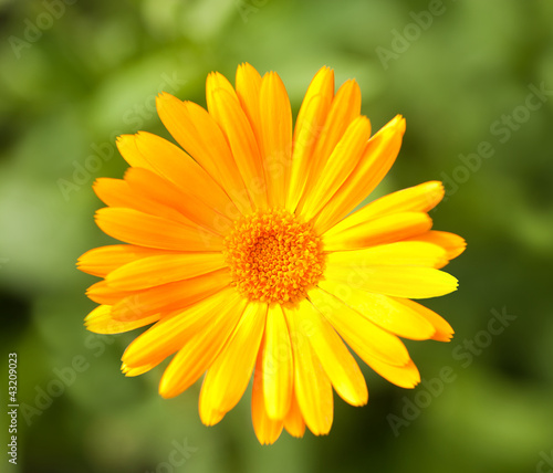 Calendula