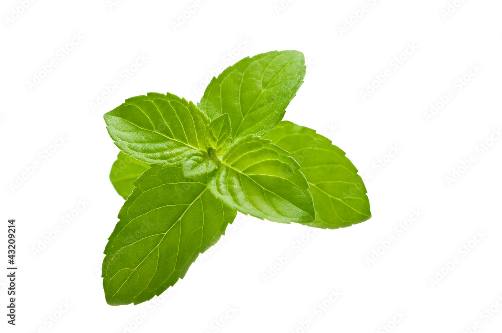 mint mint